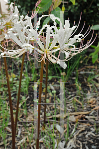 Picture of Lycoris x houdyshelii 