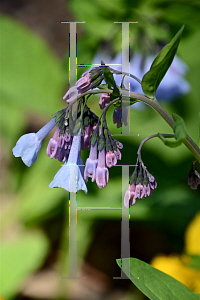 Picture of Mertensia virginica 