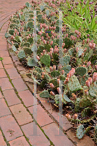 Picture of Opuntia phaeacantha 