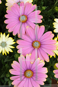 Picture of Osteospermum  'Summertime Sweet Blue Sunrise'