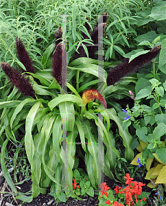 Picture of Pennisetum glaucum 'Jade Princess'