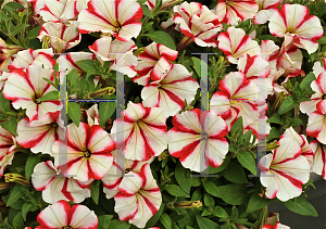 Picture of Petunia x hybrida 'Crazytunia Cherry Cheesecake'