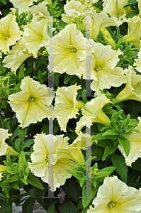 Picture of Petunia x hybrida 'Happy Lemon Fringe'