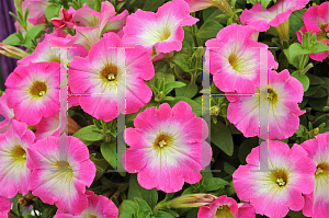 Picture of Petunia x hybrida 'Bingo Magic Morn'