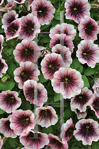 Picture of Petunia x hybrida 'Sweetunia Mystery'