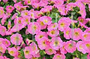 Picture of Petunia x hybrida 'Suncatcher Pink Lemonade'