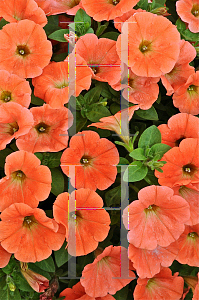 Picture of Petunia x hybrida 'Potunia Plus Papaya'