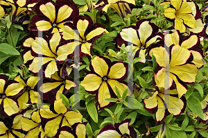 Picture of Petunia x hybrida 'Crazytunia Star Jubilee'