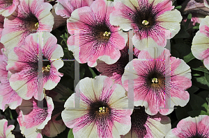 Picture of Petunia x hybrida 'Supertunia White Merlot'