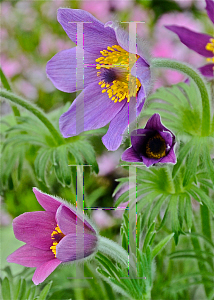 Picture of Pulsatilla vulgaris 