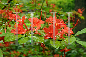 Picture of Rhododendron prunifolium 