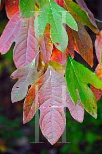 Picture of Sassafras albidum 