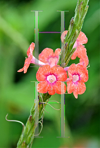 Picture of Stachytarpheta mutabilis 