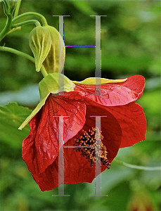 Picture of Abutilon pictum 