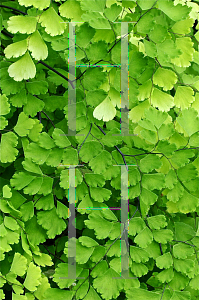 Picture of Adiantum capillus-veneris 