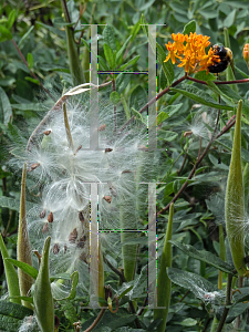 Picture of Asclepias tuberosa 