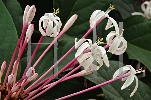 Picture of Clerodendrum quadriloculare 