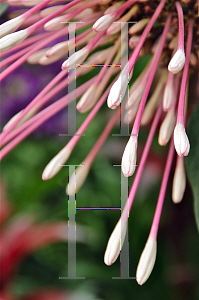 Picture of Clerodendrum quadriloculare 