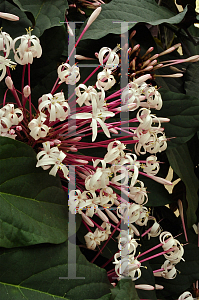 Picture of Clerodendrum quadriloculare 