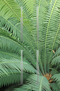 Picture of Dioon spinulosum 