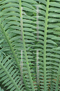 Picture of Dioon spinulosum 