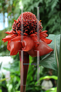 Picture of Etlingera elatior 