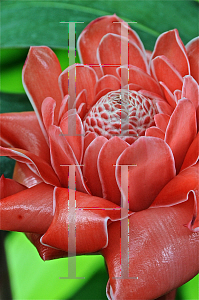 Picture of Etlingera elatior 