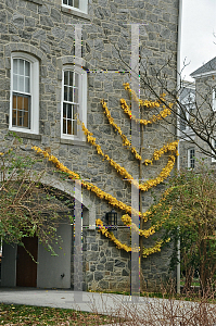 Picture of Ginkgo biloba 