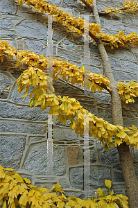 Picture of Ginkgo biloba 