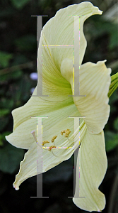 Picture of Hippeastrum x hybridum 