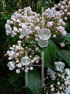 Picture of Kalmia latifolia 