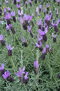 Picture of Lavandula stoechas 