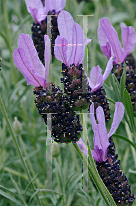 Picture of Lavandula stoechas 