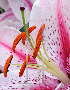 Picture of Lilium speciosum 