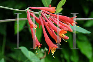 Picture of Lonicera sempervirens 