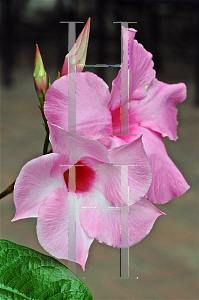 Picture of Mandevilla x amoena 'Alice du Pont'