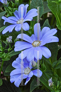 Picture of Pericallis x hybrida 'Longwood Blue'