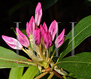 Picture of Rhododendron maximum 