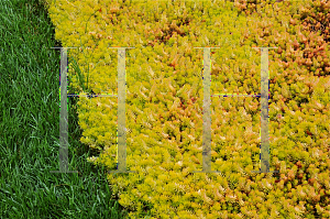 Picture of Sedum reflexum 'Angelina'