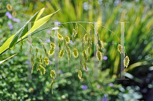 Picture of Chasmanthium latifolium 