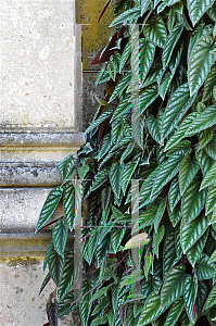 Picture of Cissus discolor 