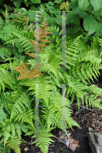 Picture of Dryopteris erythrosora 