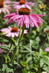 Picture of Echinacea purpurea 