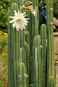 Picture of Echinopsis pachanoi 