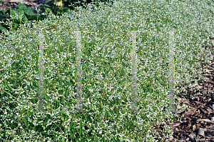 Picture of Euphorbia  'Inneuphdia (Diamond Frost)'