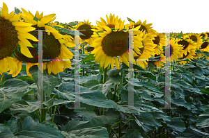 Picture of Helianthus annuus 