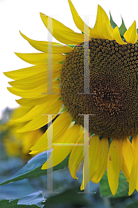 Picture of Helianthus annuus 