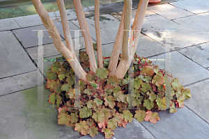 Picture of Heuchera villosa 'Caramel'