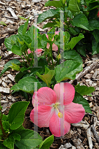 Picture of Hibiscus  'Luau Peach Mai Tai'