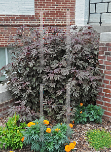 Picture of Hibiscus acetosella 